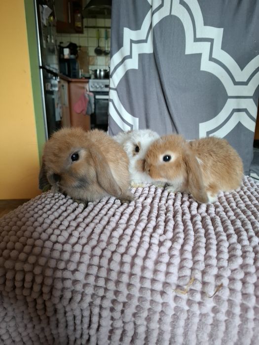 Sprzedam króliczki miniaturki mini lop