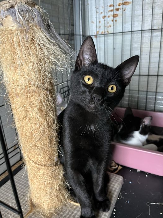 Mogli- Gatinho bebé para Adoção!
