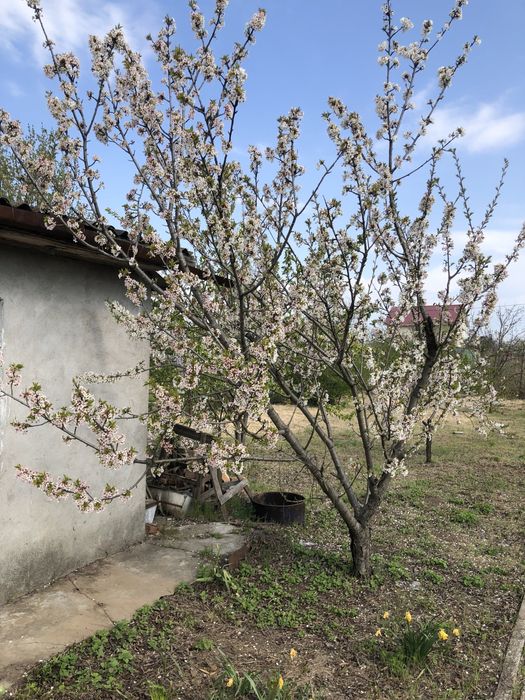 House by the address st. Primorskaya (area 19 m²) - Atlanta.ua - photo 18