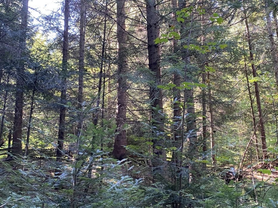 Ділянка в лісі, під будівництво. Вся в деревах