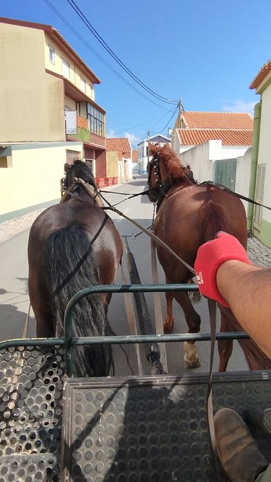 Cavalo lazão para venda