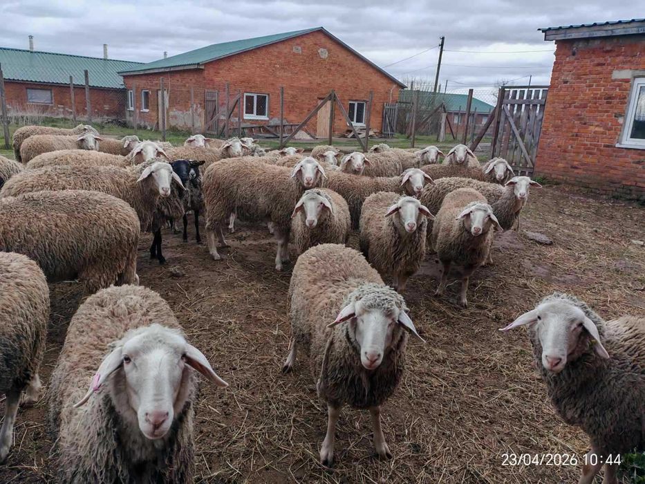 Мериноландшаф ЖИТОМИР Вівці Баран Вівцематки Овцы