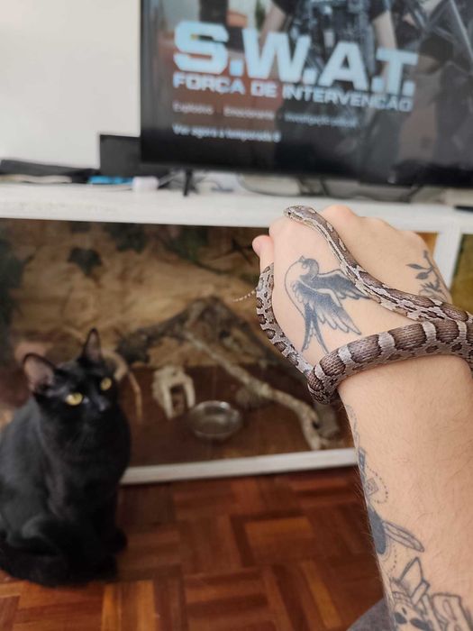 Vendo conjunto de 2 terrários