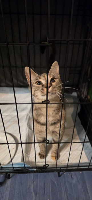 Młodziutka radosna kotka z FeLV do adopcji