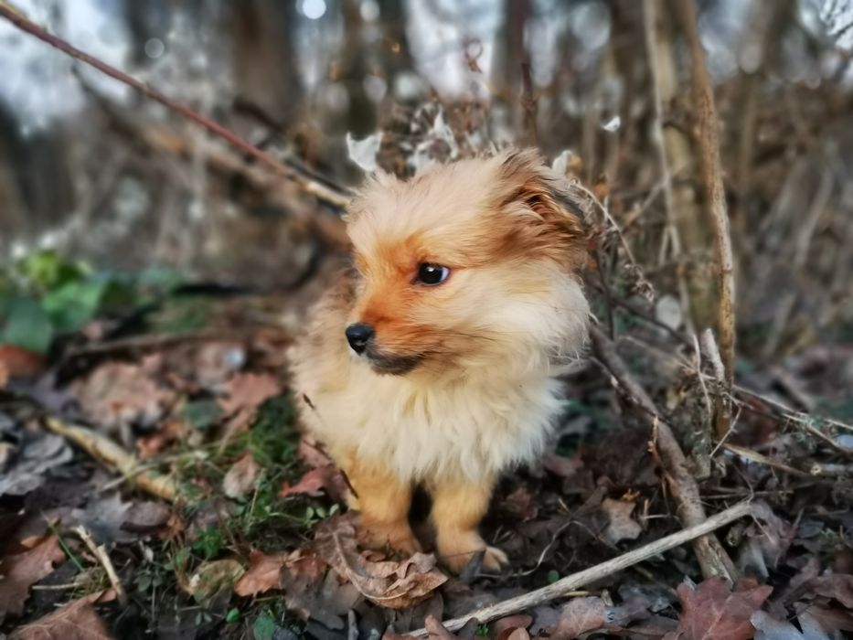 Groszka -  cudny szczeniaczek szuka domu