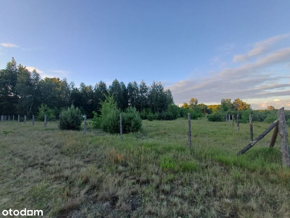 Działka 3000 m² Puszcza Notecka WZ ! Prąd. Las, jezioro, grzyby ! - Widok 3