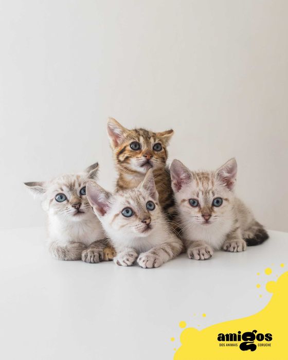 KIKA, JÉSSI, NANI & VITINHA [Europeu] p/ Adoção