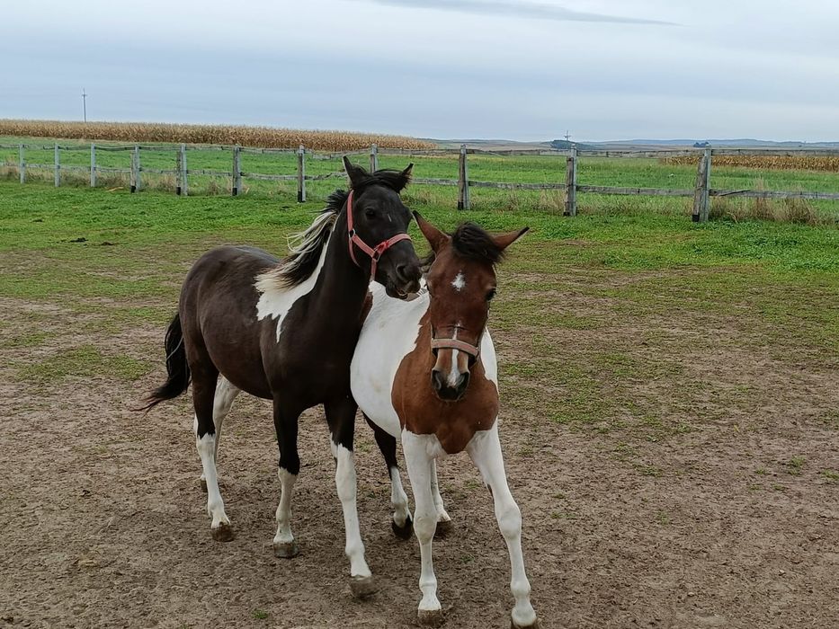 Sprzedam Hucuły i Kucyki. LIKWIDACJIA STADA