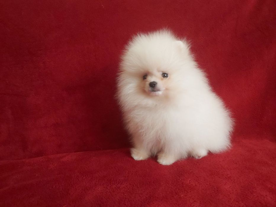 Бомбезні міні шпіцулі