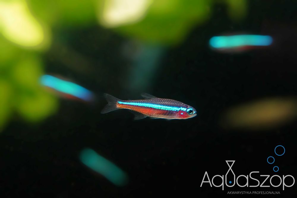 Neon simulans ( Paracheirodon simulans ) - AQUASZOP