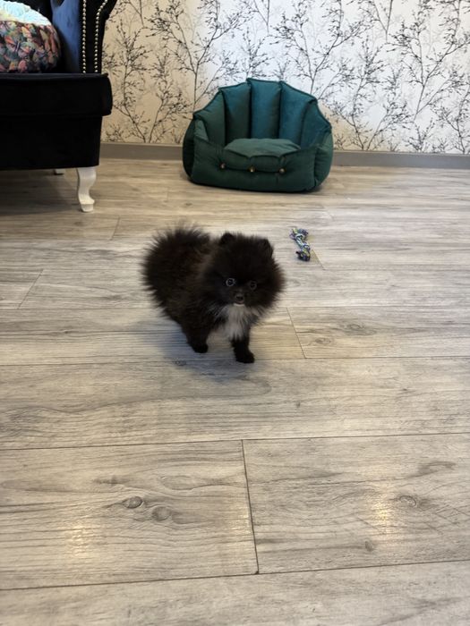 Pomeranian szpic miniaturowy piesek czarny puchaty