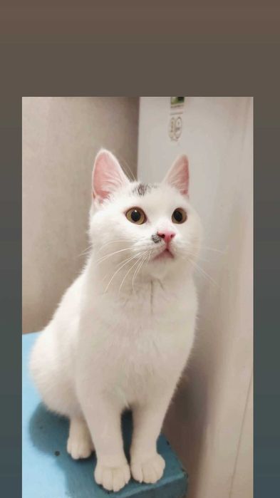 Отдам белого кота, 7 месяцев, кастрирован, привит