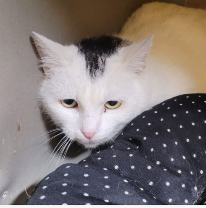 Kocurek Odi czeka na dom