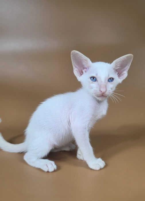 Ориентальный котенок сиамский красный мальчик Draco