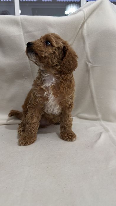 Caniche toy 2 meses