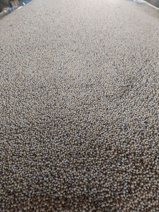 Продам насіння ярого ячменю, насіння середньораньої сої