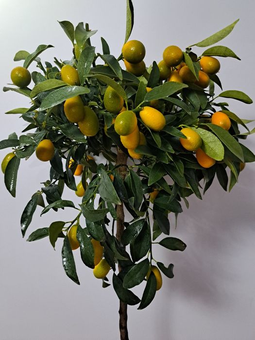 Величезний кумкват Маргарита Біг(Magarita Big) з плодами