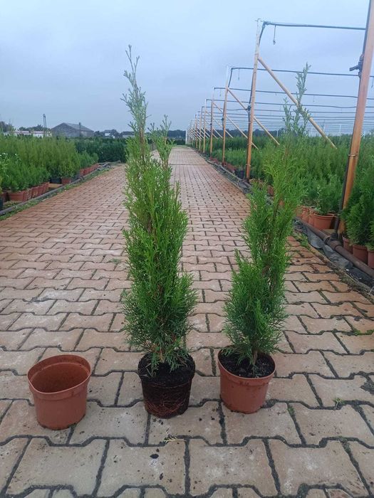 Tuja szmaragd 50-60 doniczka C2