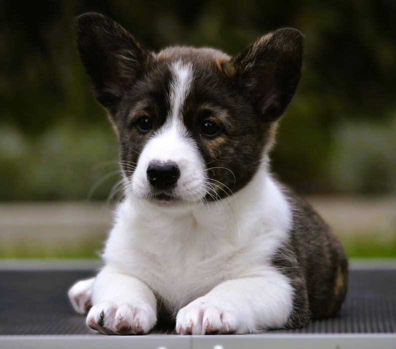 Welsh Corgi Cardigan  wyjątkowy chłopiec ZKwP FCI
