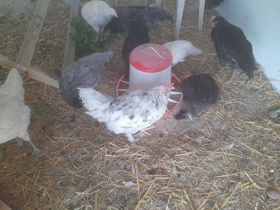 Koguty Australorp i Marans