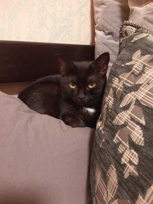 Молоденькі та мініатюрні чорняві красуні) Бонус - мають паспорт тощо!