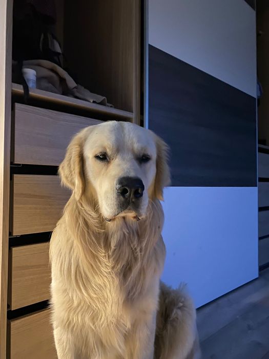 Golden Retriever   Rodowód