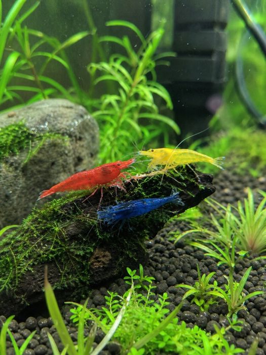 Neocaridina davidi (Cherry / Blue / Yellow / etc.)