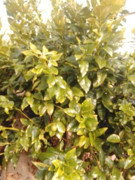 Citrinos Raros e Comuns