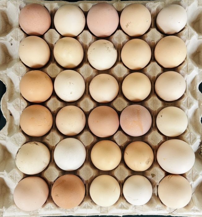 Інкубаційні яйця