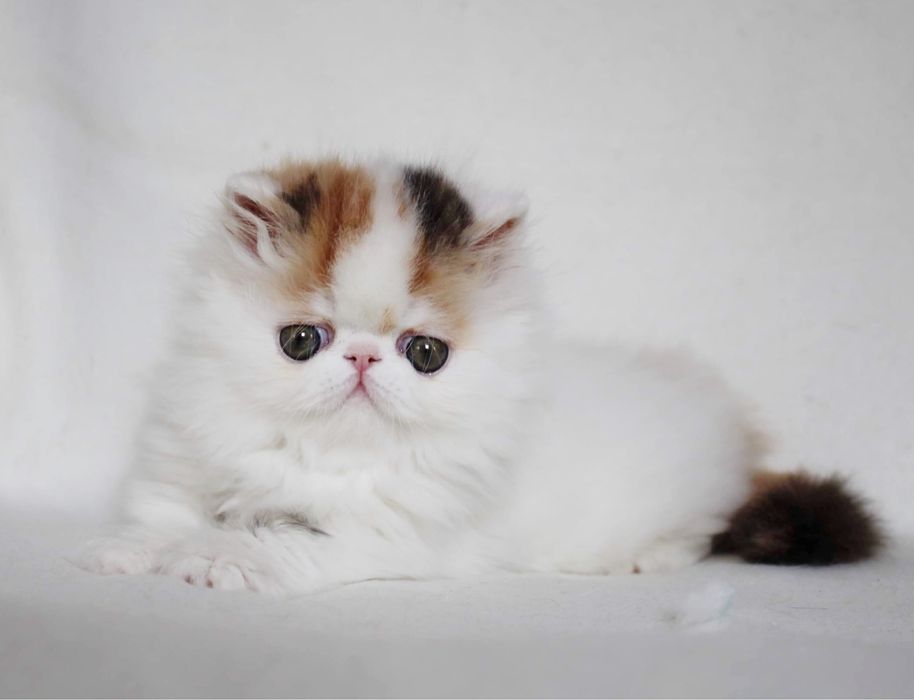 Котята ДШ и КШ экзоты