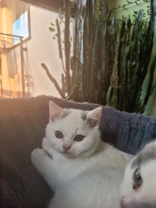 Przepiękny biały kocurek brytyjski