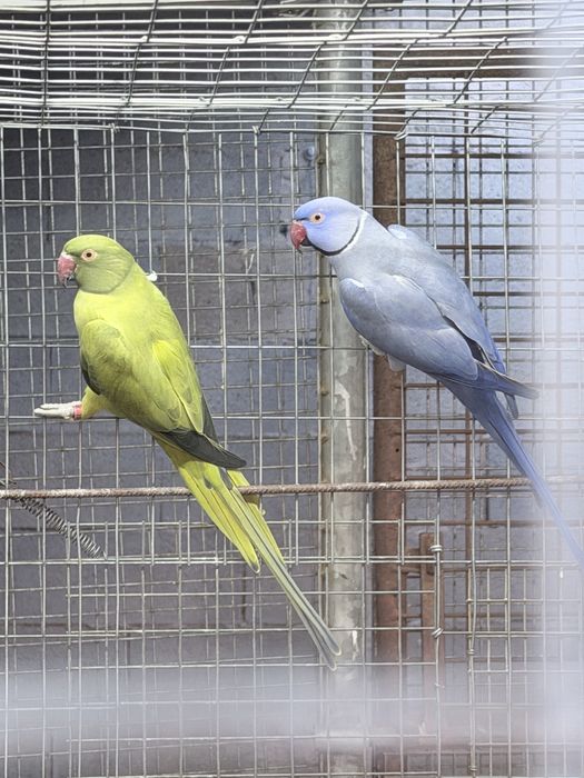 3 casais de Ring Necks