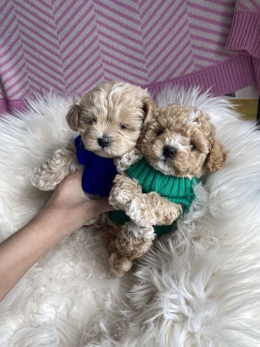 Міні карамельки мальтипу