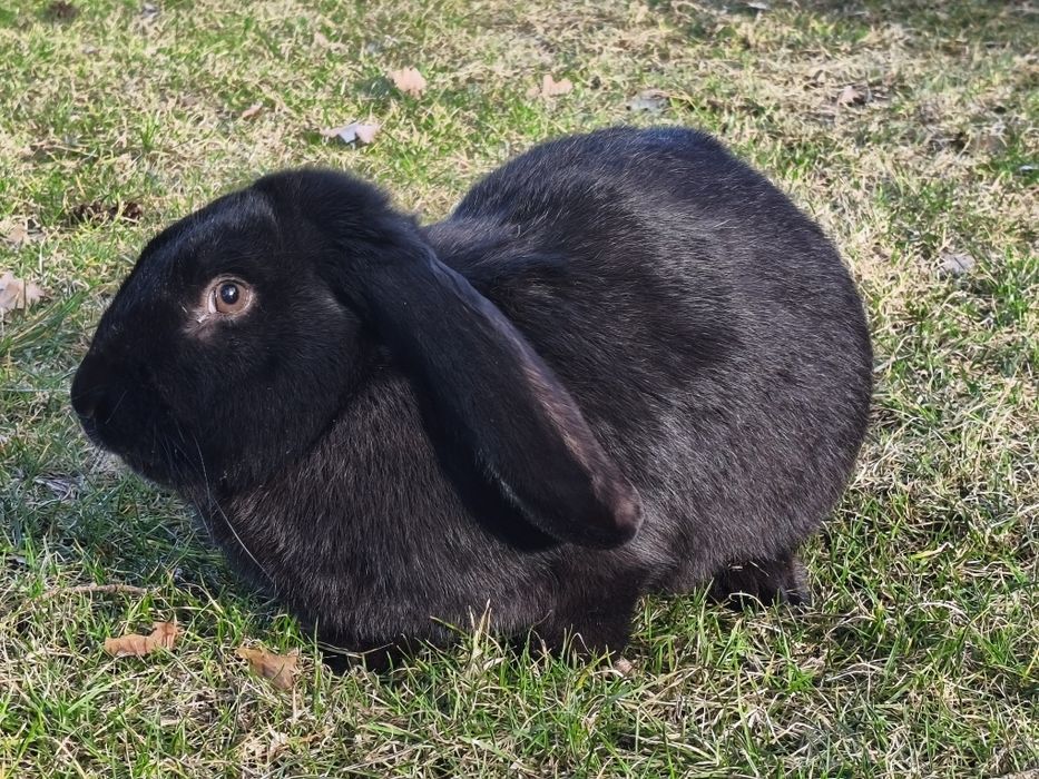 Sprzedam króliki samce , samice