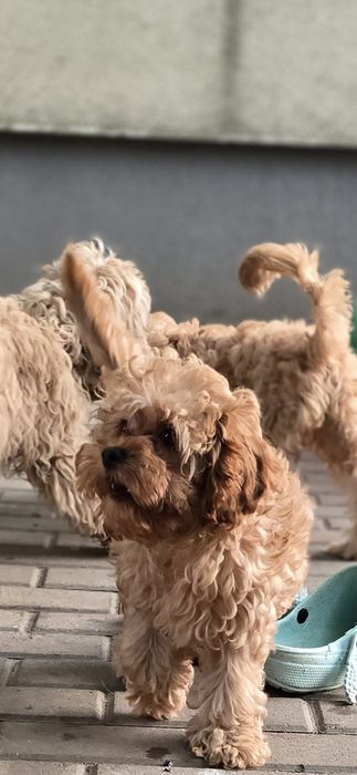 Cavapoo/ chłopczyk