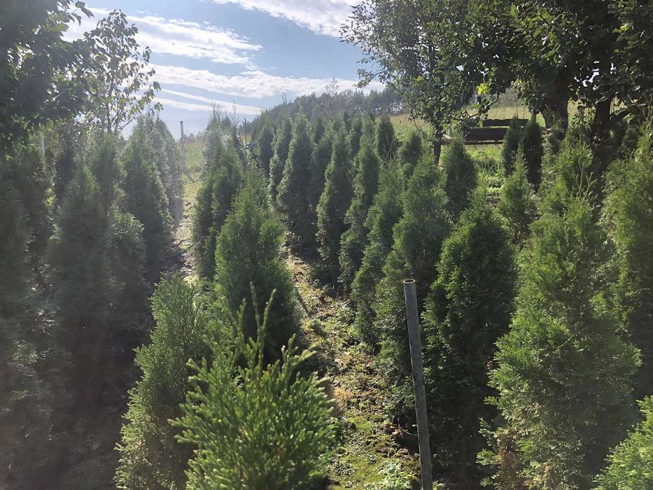 Tuja szmaragd doniczka 5 litrów wysokość tui 130-160 cm