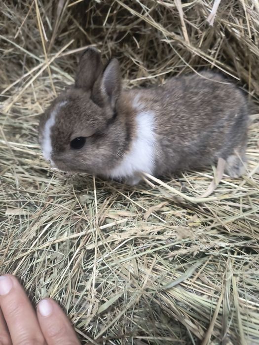 Кролик Мини Нидерландская порода