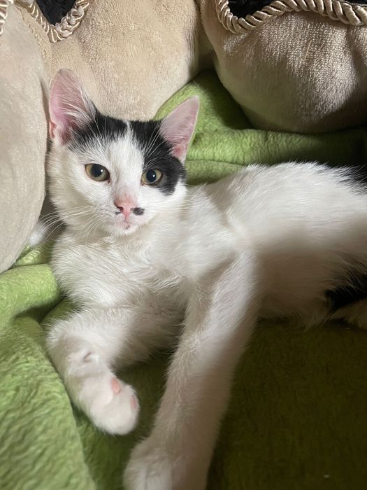 Sliczne mlode kociaki szukaja domkow