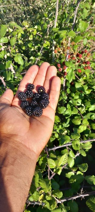 2 Terrenos nas divisas Espanha ,Portugal