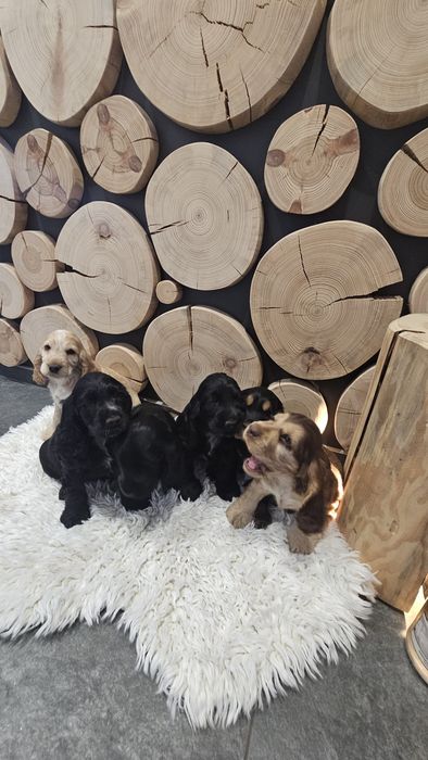 Cocker spaniel angielski