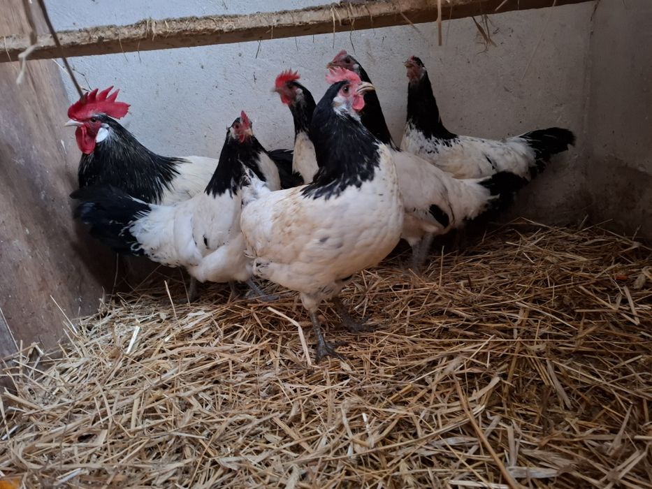 Jaja lęgowe Lakenfelder plus 7 ras