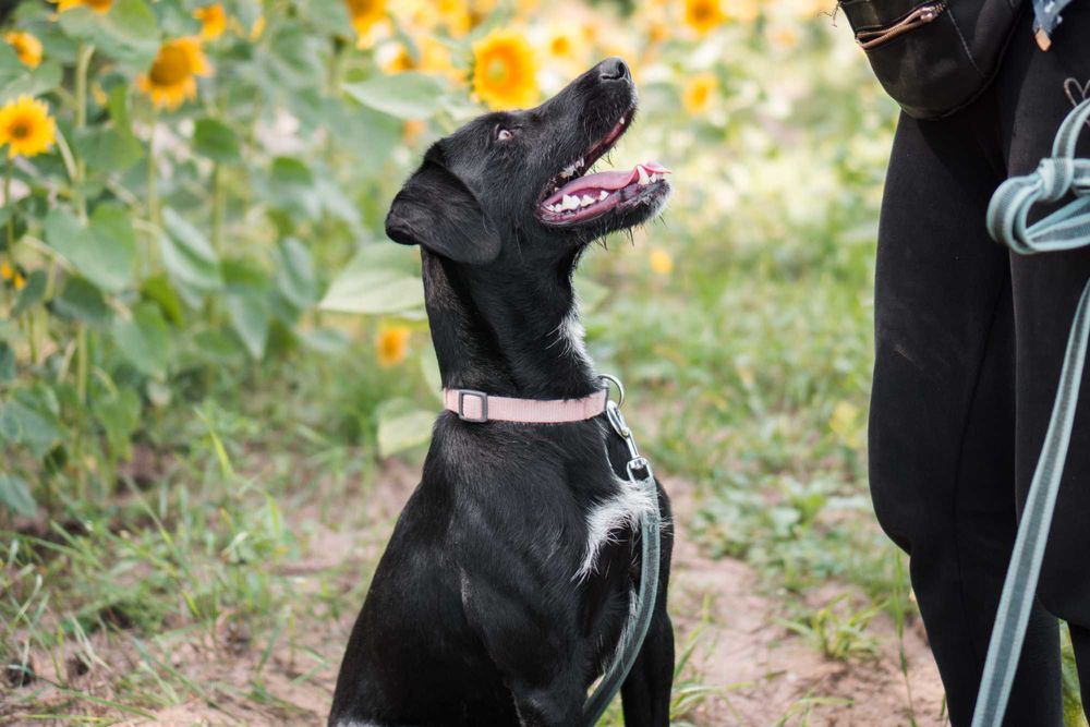 Roczny Dżager szuka domu!
