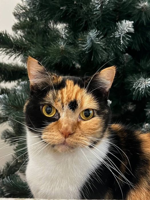 Скотіш страйт, шотландська прямовуха кішка