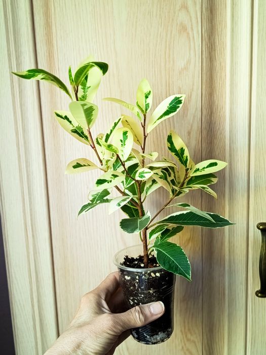 Фікус Альбомаргіната