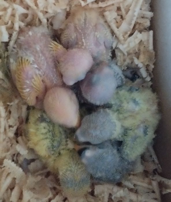 Caturras para domésticar e agaponis