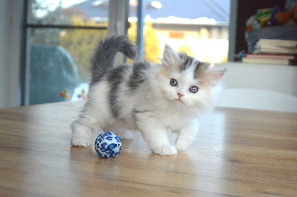 Kocurek szkocki prostouchy długowłosy scottish straight z rodowodem