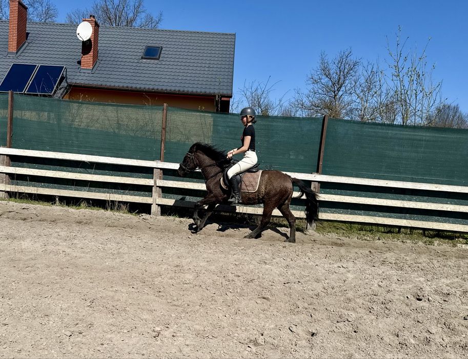 Kuc, KN, pod siodło