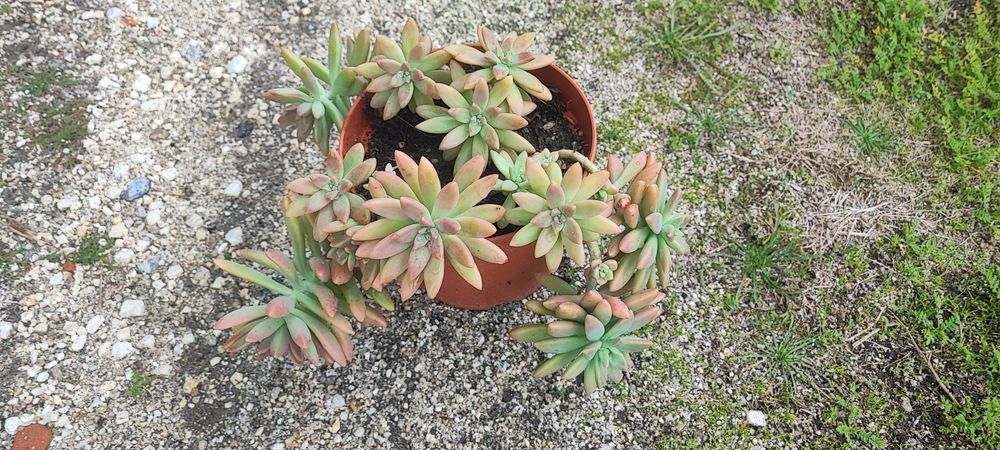 Planta suculenta