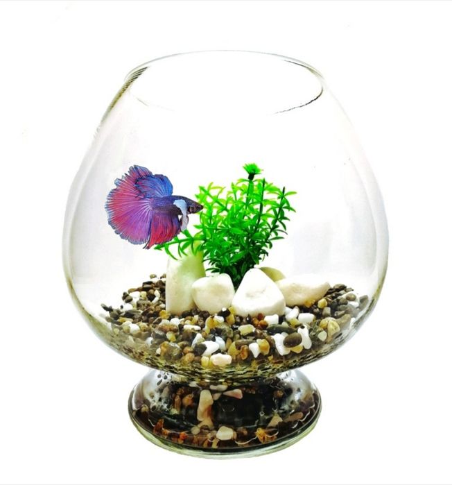 Акваріум бокал з рибкою | Акваріумний комплект на подарунок