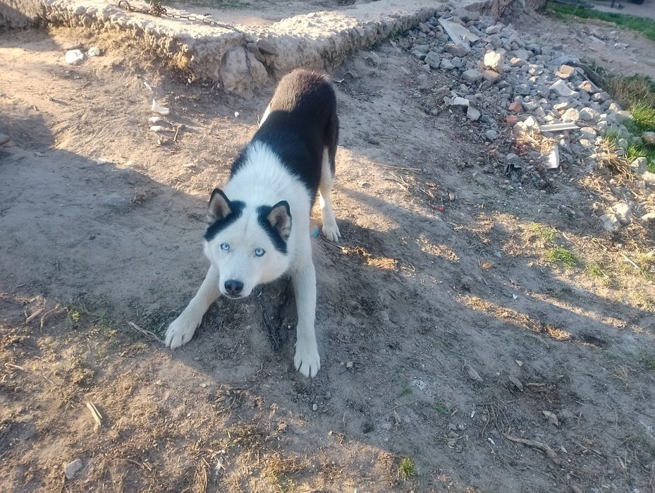 Пес Хаскі безкоштовно